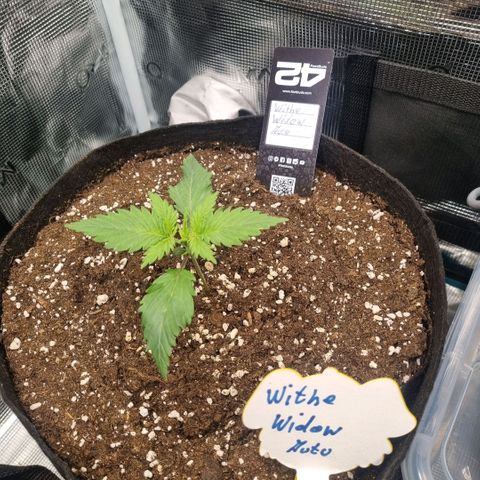Withe Widow Auto 42 FB growlog timeline photo