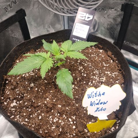Withe Widow Auto 42 FB growlog timeline photo