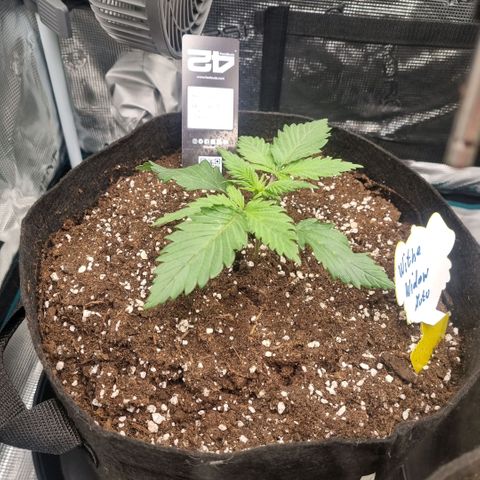 Withe Widow Auto 42 FB growlog timeline photo
