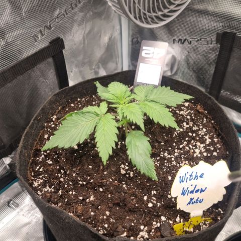 Withe Widow Auto 42 FB growlog timeline photo