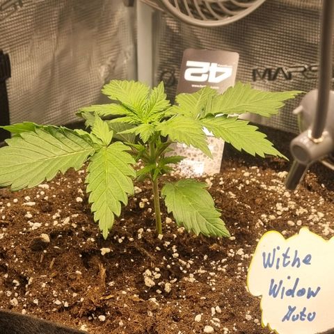 Withe Widow Auto 42 FB growlog timeline photo