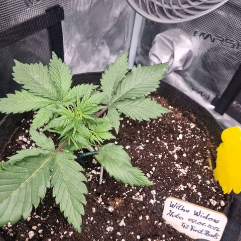 Withe Widow Auto 42 FB growlog timeline photo
