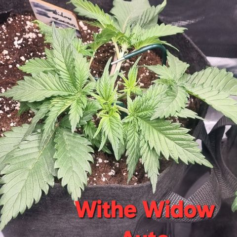Withe Widow Auto 42 FB growlog timeline photo