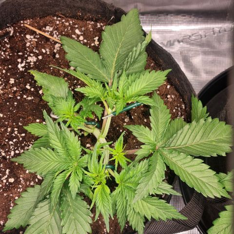 Withe Widow Auto 42 FB growlog timeline photo