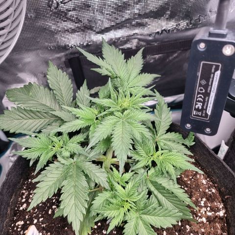 Withe Widow Auto 42 FB growlog timeline photo