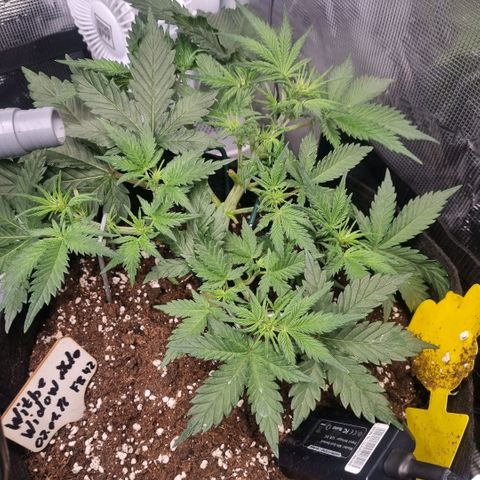 Withe Widow Auto 42 FB growlog timeline photo