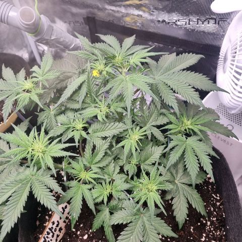 Withe Widow Auto 42 FB growlog timeline photo