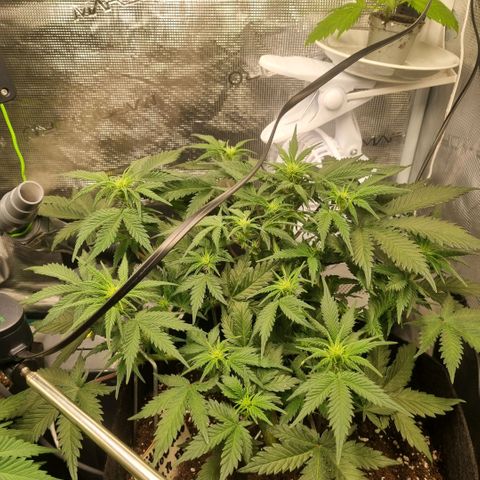 Withe Widow Auto 42 FB growlog timeline photo