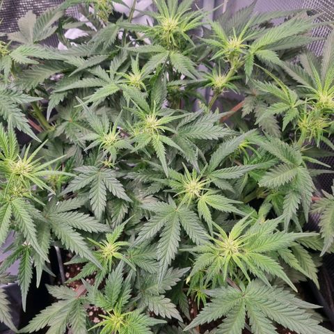 Withe Widow Auto 42 FB growlog timeline photo