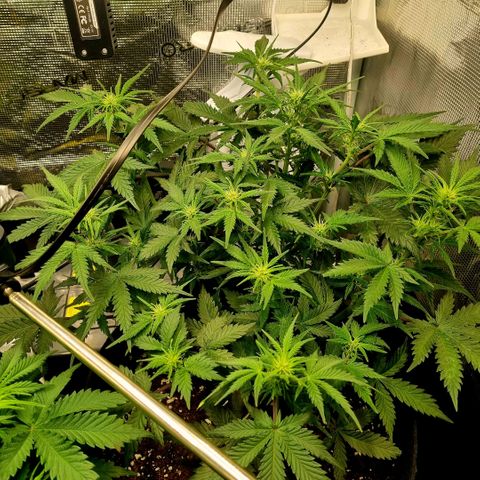 Withe Widow Auto 42 FB growlog timeline photo