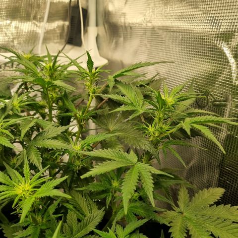 Withe Widow Auto 42 FB growlog timeline photo