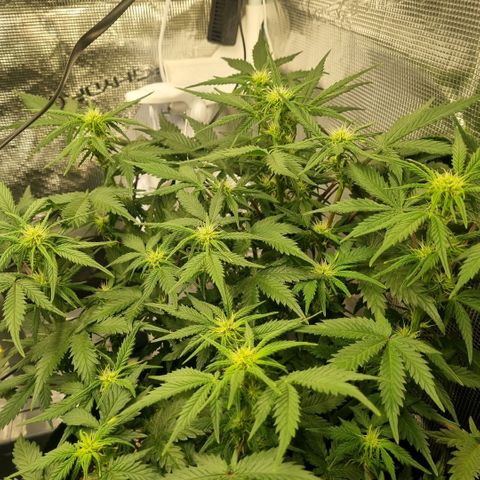 Withe Widow Auto 42 FB growlog timeline photo