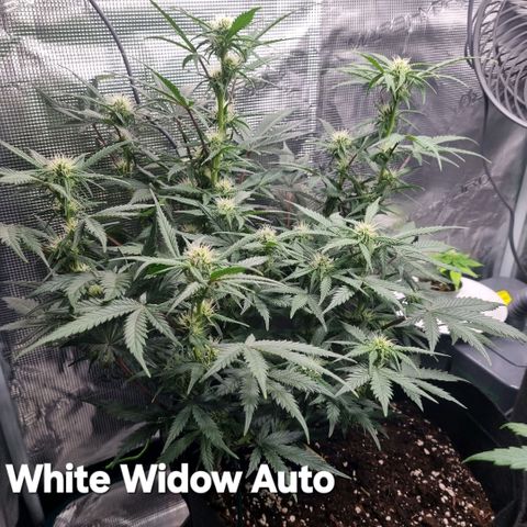 Withe Widow Auto 42 FB growlog timeline photo