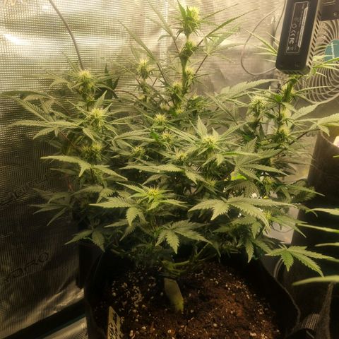 Withe Widow Auto 42 FB growlog timeline photo