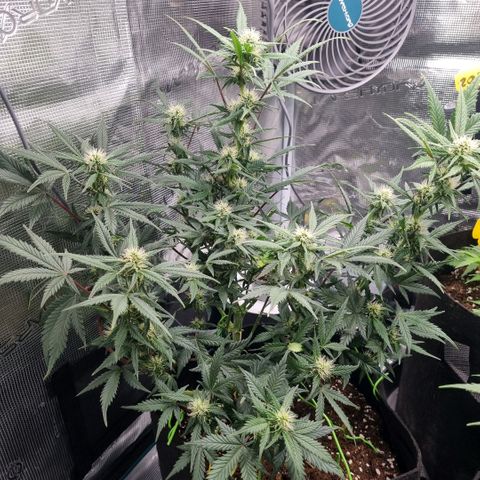 Withe Widow Auto 42 FB growlog timeline photo