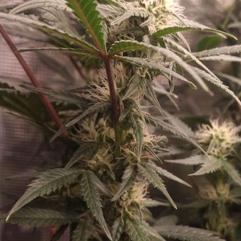 Withe Widow Auto 42 FB growlog timeline photo