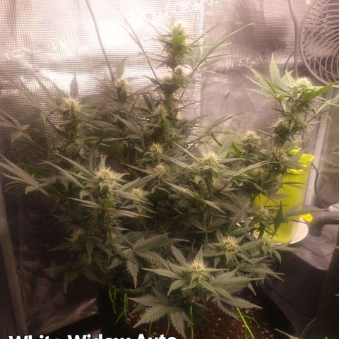 Withe Widow Auto 42 FB growlog timeline photo
