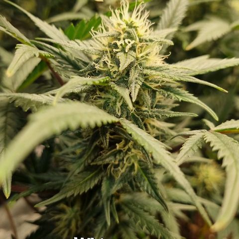 Withe Widow Auto 42 FB growlog timeline photo