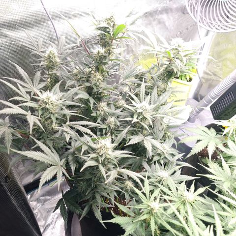 Withe Widow Auto 42 FB growlog timeline photo
