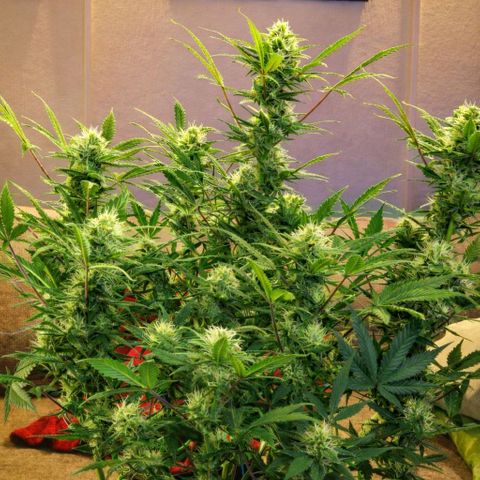 Withe Widow Auto 42 FB growlog timeline photo