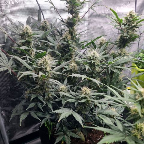 Withe Widow Auto 42 FB growlog timeline photo