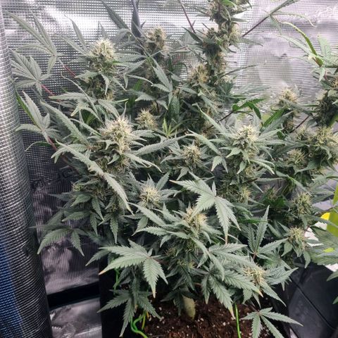 Withe Widow Auto 42 FB growlog timeline photo