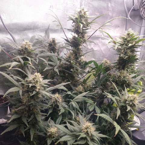 Withe Widow Auto 42 FB growlog timeline photo