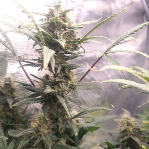 Withe Widow Auto 42 FB growlog timeline photo