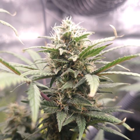 Withe Widow Auto 42 FB growlog timeline photo