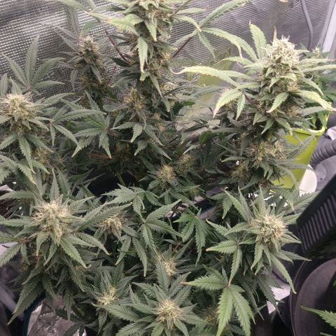 Withe Widow Auto 42 FB growlog timeline photo