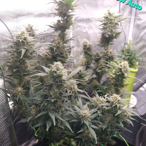 Withe Widow Auto 42 FB growlog timeline photo