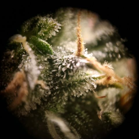 Withe Widow Auto 42 FB growlog photo: Trichome meist noch klar . Schätze noch irgendwo zwichen 1-2 Wochen. 