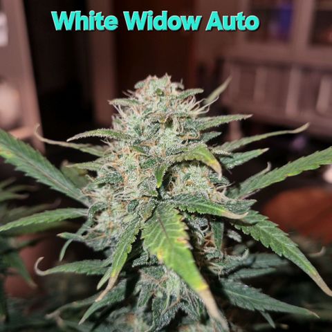 Withe Widow Auto 42 FB growlog timeline photo
