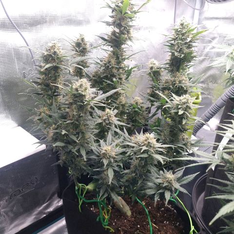 Withe Widow Auto 42 FB growlog timeline photo