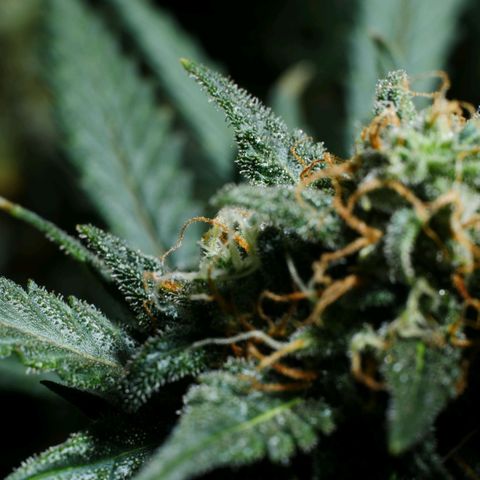 Withe Widow Auto 42 FB growlog timeline photo