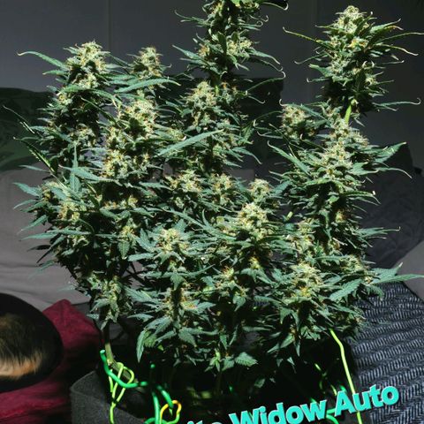 Withe Widow Auto 42 FB growlog timeline photo