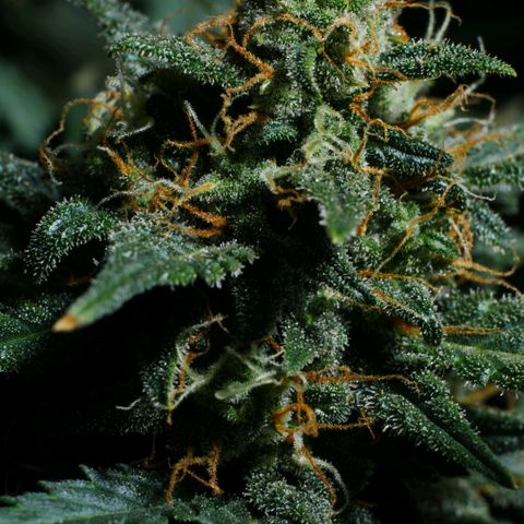 Withe Widow Auto 42 FB growlog timeline photo