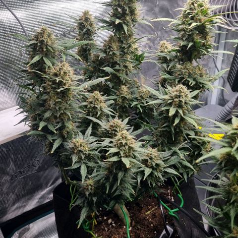 Withe Widow Auto 42 FB growlog timeline photo