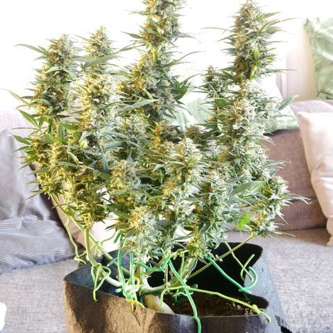 Withe Widow Auto 42 FB growlog timeline photo