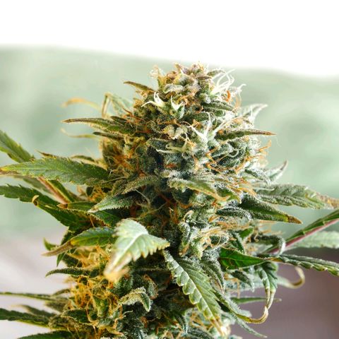 Withe Widow Auto 42 FB growlog timeline photo