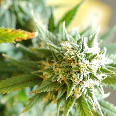 Withe Widow Auto 42 FB growlog timeline photo