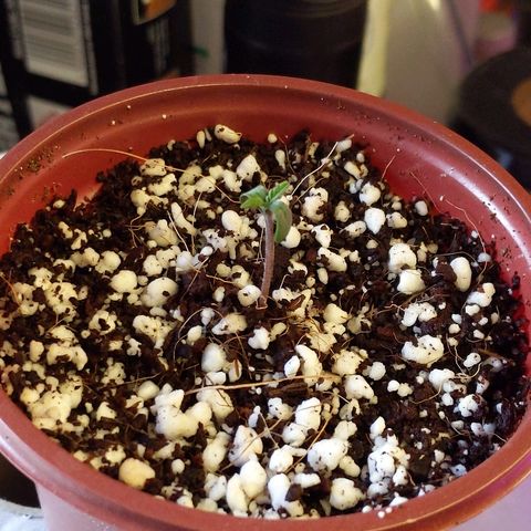 Alaskan Purple Auto growlog timeline photo