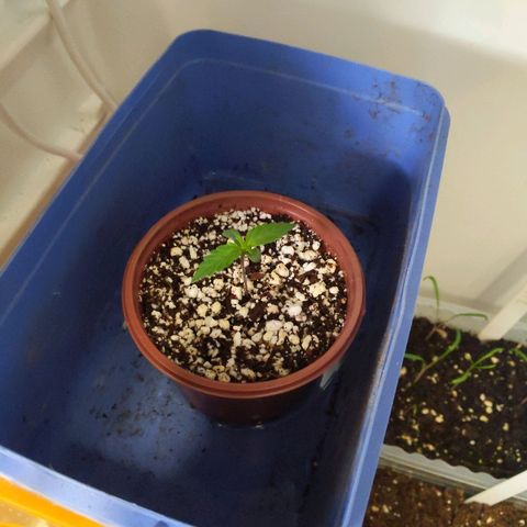 Alaskan Purple Auto growlog timeline photo
