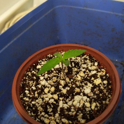 Alaskan Purple Auto growlog timeline photo