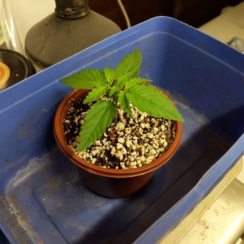 Alaskan Purple Auto growlog timeline photo