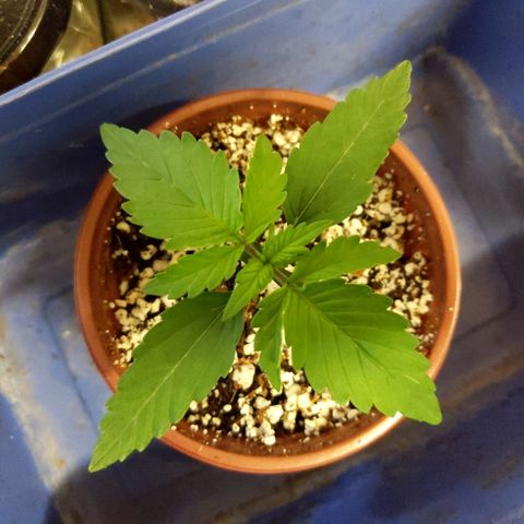 Alaskan Purple Auto growlog timeline photo