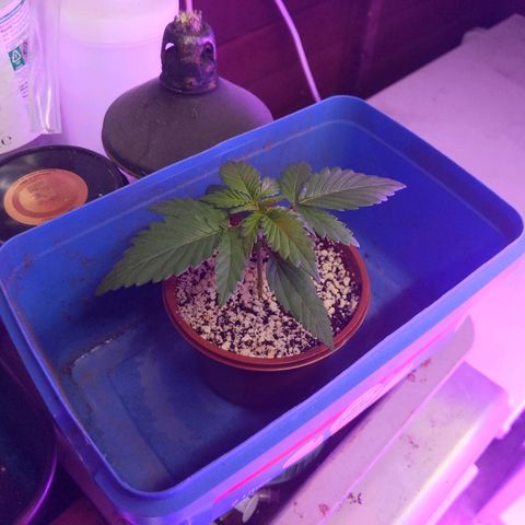 Alaskan Purple Auto growlog timeline photo