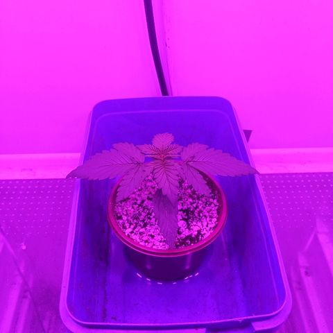 Alaskan Purple Auto growlog timeline photo
