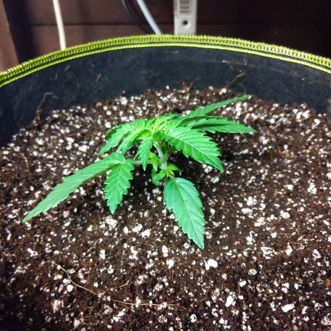 Alaskan Purple Auto growlog timeline photo
