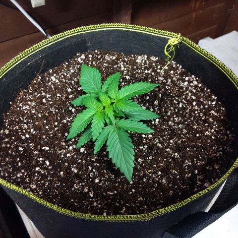 Alaskan Purple Auto growlog timeline photo